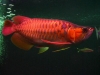 Qaulity Arowana Fishes and many other's ready for sale
